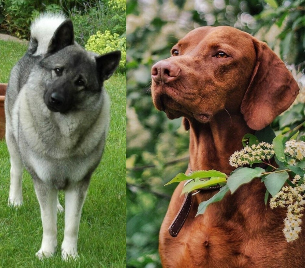 Vizsla vs Norwegian Elkhound - Breed Comparison
