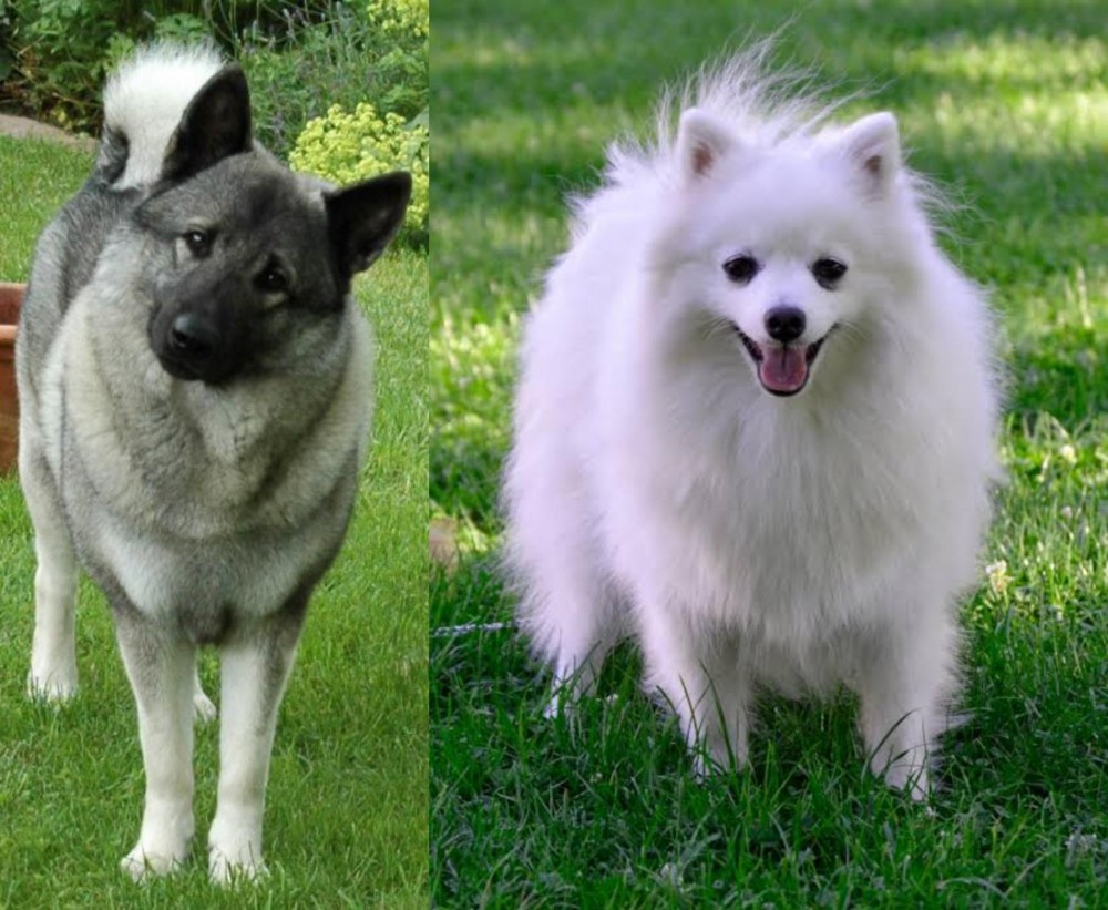 Volpino Italiano vs Norwegian Elkhound - Breed Comparison