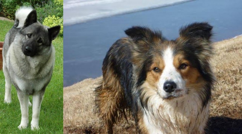 Welsh Sheepdog vs Norwegian Elkhound - Breed Comparison