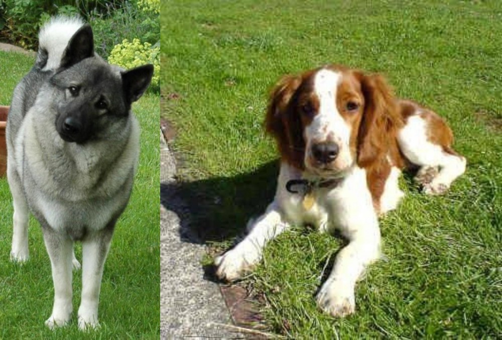 Welsh Springer Spaniel vs Norwegian Elkhound - Breed Comparison