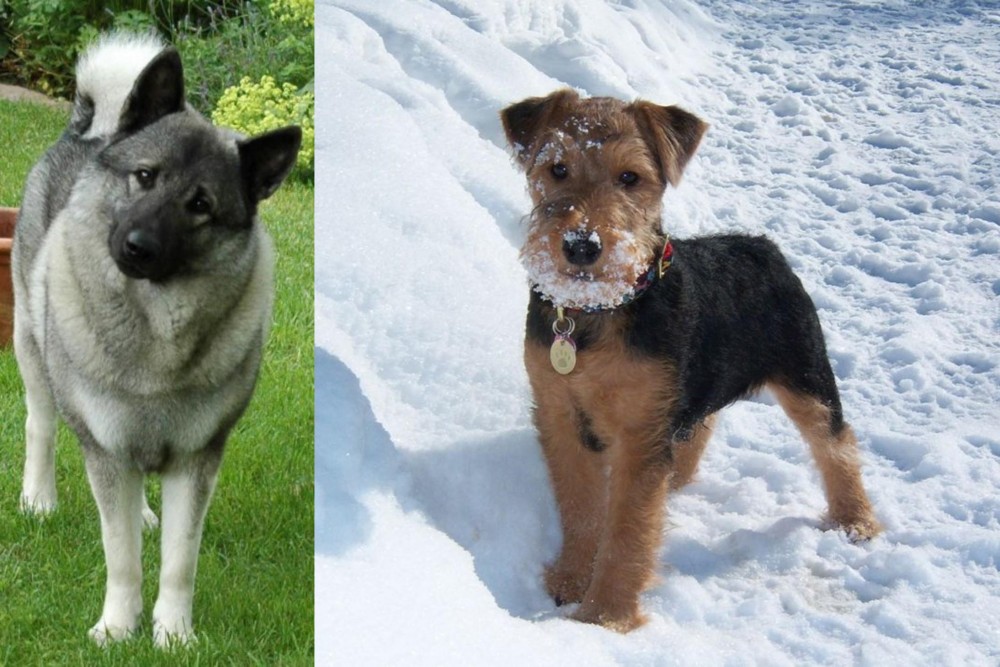 Welsh Terrier vs Norwegian Elkhound - Breed Comparison