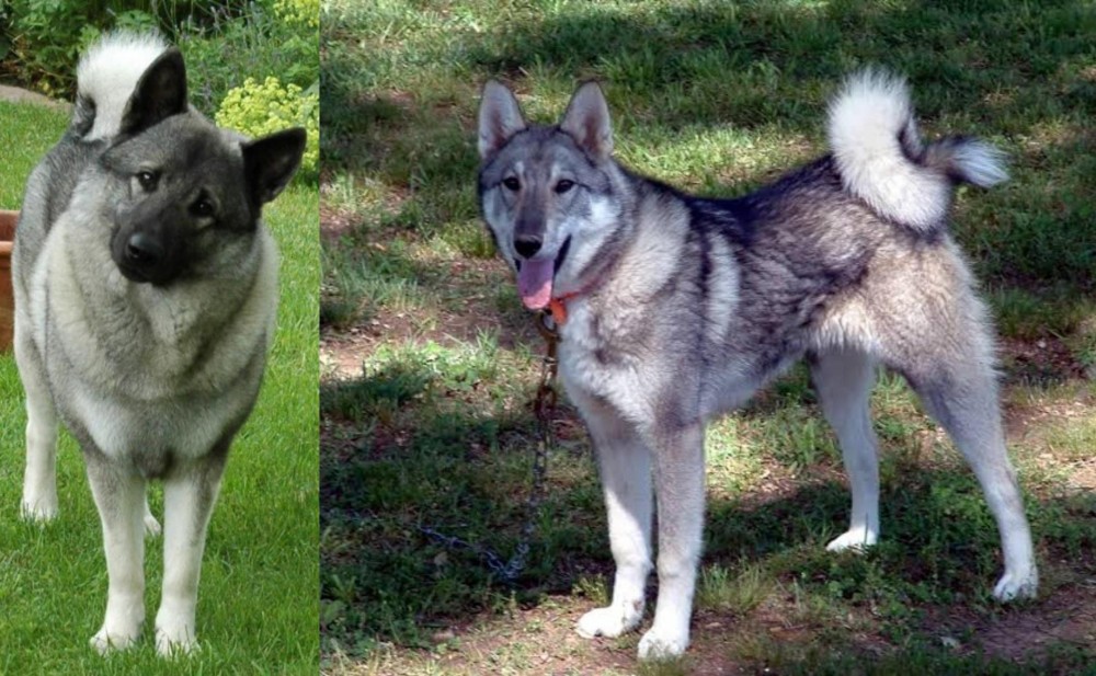 West Siberian Laika vs Norwegian Elkhound - Breed Comparison