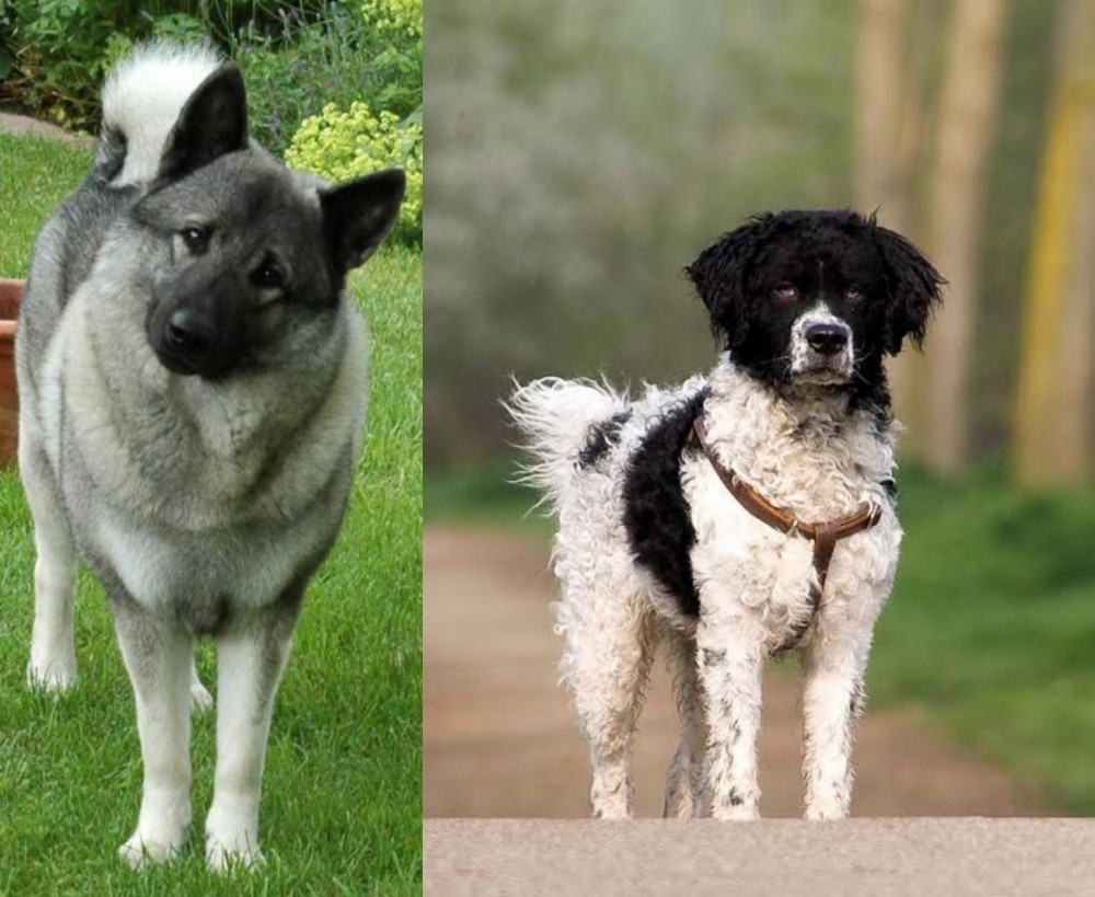 Wetterhoun vs Norwegian Elkhound - Breed Comparison