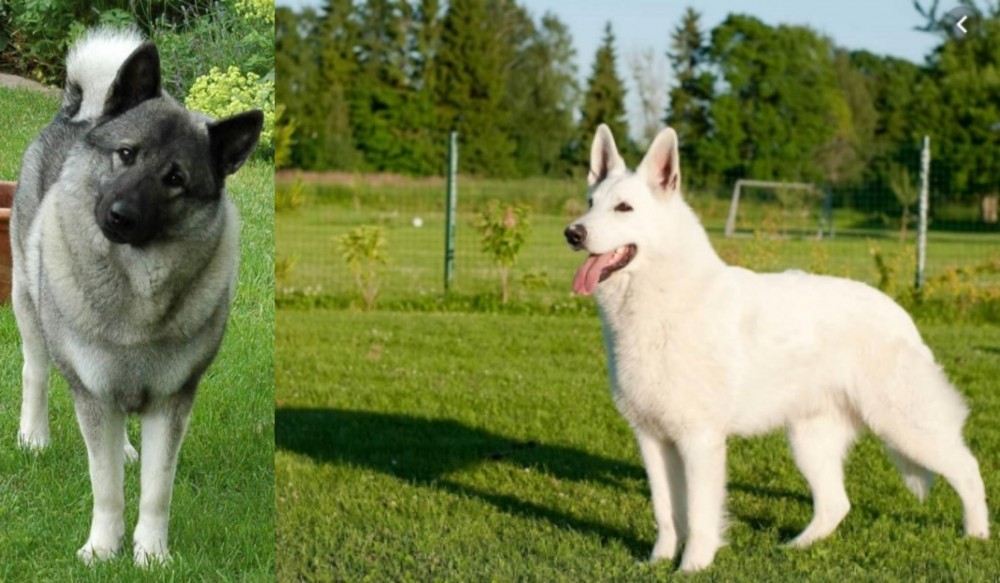 White Shepherd vs Norwegian Elkhound - Breed Comparison