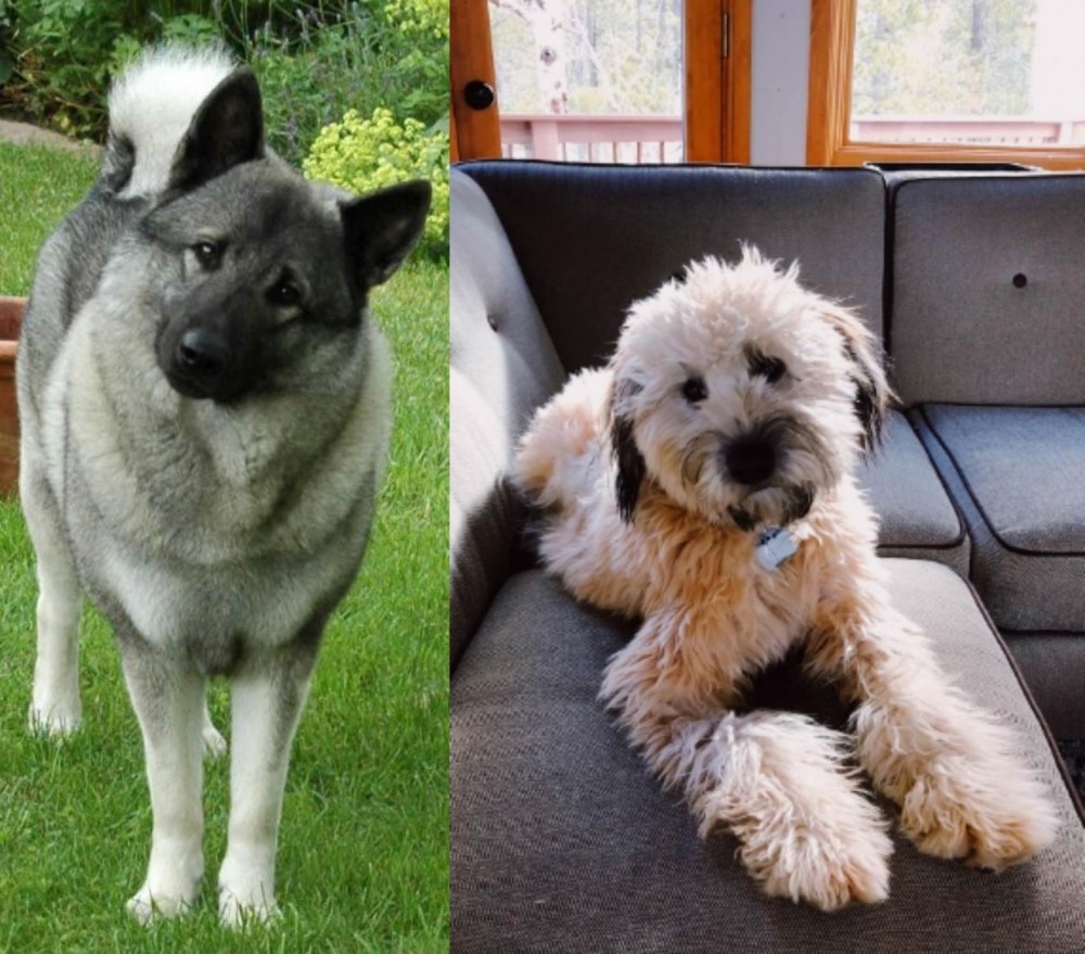 Whoodles vs Norwegian Elkhound - Breed Comparison