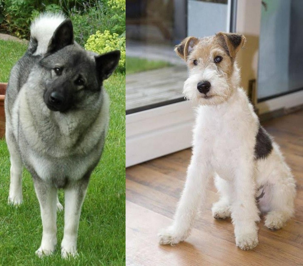 Wire Fox Terrier vs Norwegian Elkhound - Breed Comparison