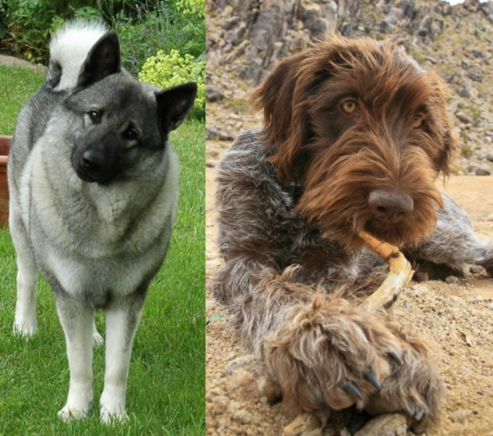Wirehaired Pointing Griffon vs Norwegian Elkhound - Breed Comparison