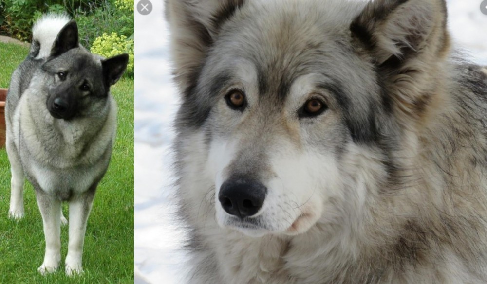 Wolfdog vs Norwegian Elkhound - Breed Comparison