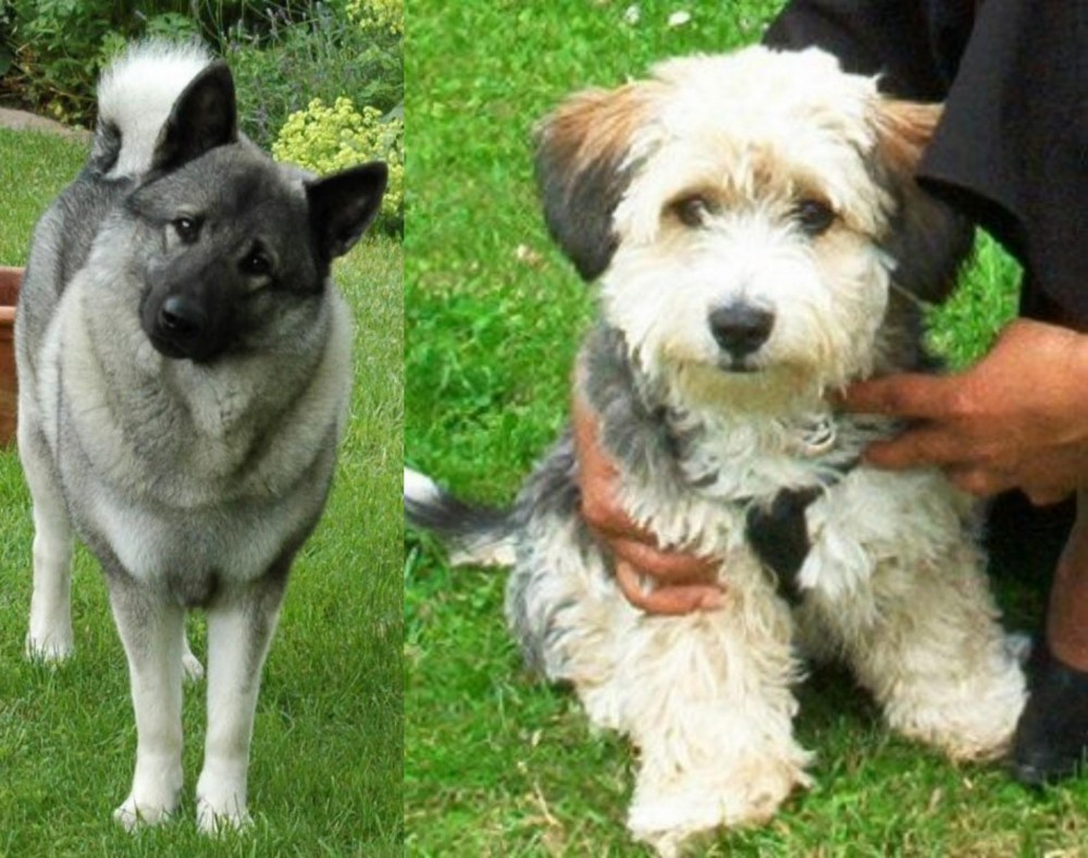 Yo-Chon vs Norwegian Elkhound - Breed Comparison