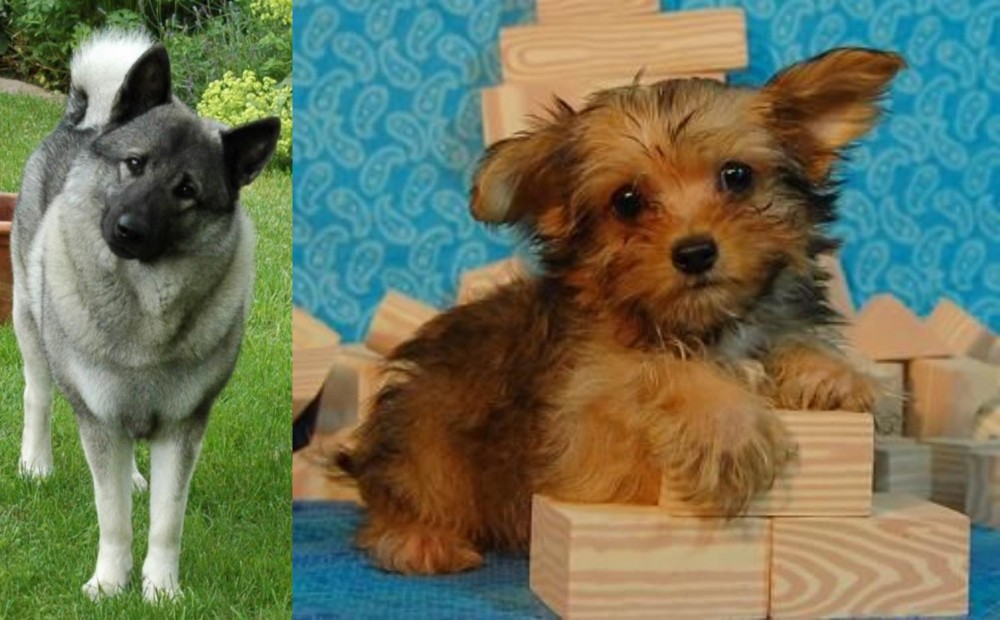 Yorkillon vs Norwegian Elkhound - Breed Comparison