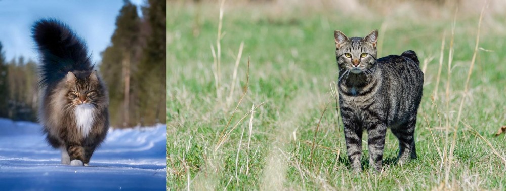 Manx vs Norwegian Forest Cat - Breed Comparison