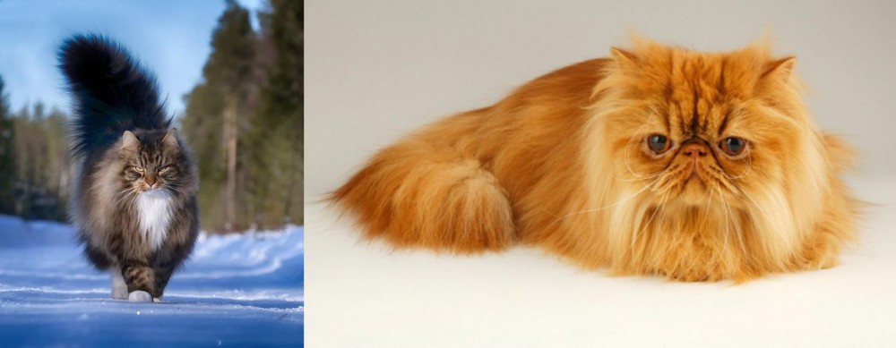 Persian vs Norwegian Forest Cat - Breed Comparison