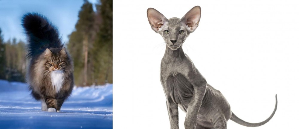 Peterbald vs Norwegian Forest Cat - Breed Comparison