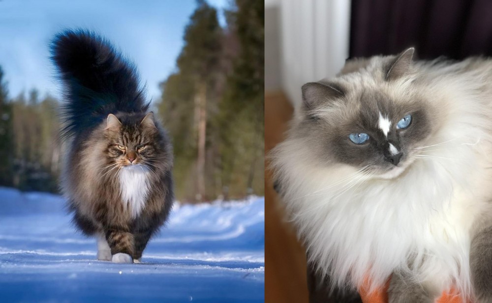 Ragdoll vs Norwegian Forest Cat - Breed Comparison
