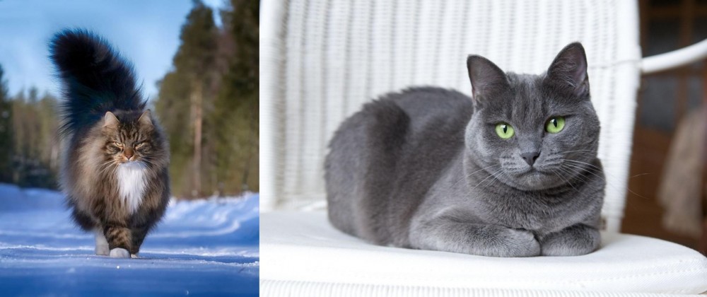 Russian Blue vs Norwegian Forest Cat - Breed Comparison