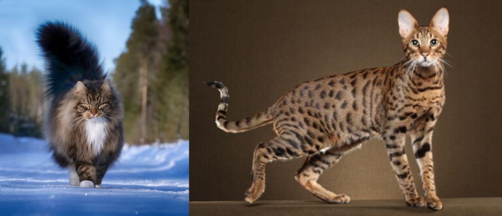 Savannah vs Norwegian Forest Cat - Breed Comparison