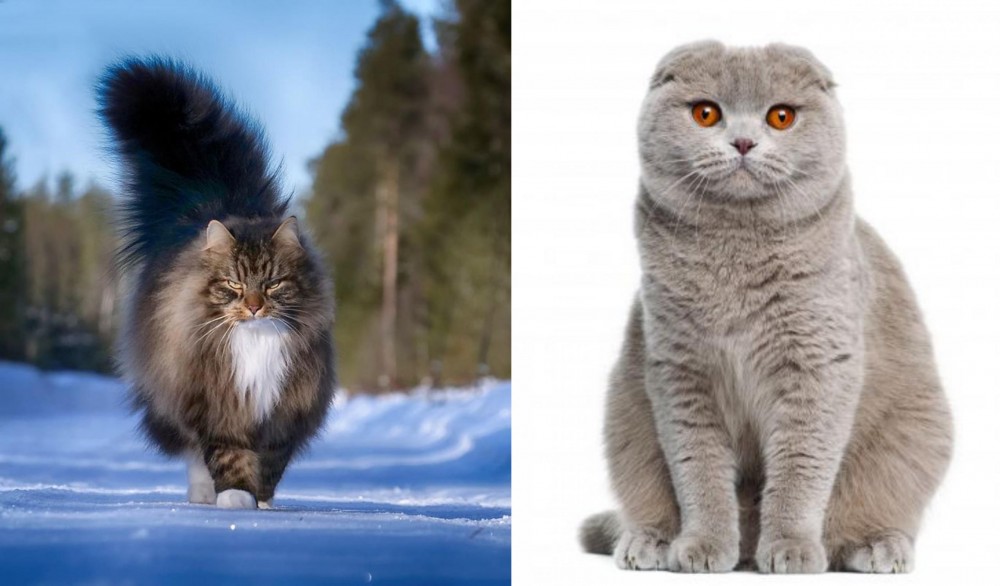 Scottish Fold vs Norwegian Forest Cat - Breed Comparison