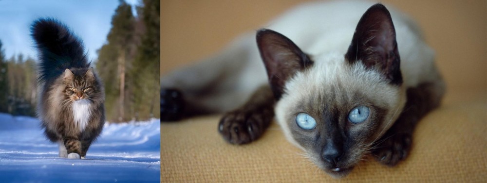 Siamese vs Norwegian Forest Cat - Breed Comparison