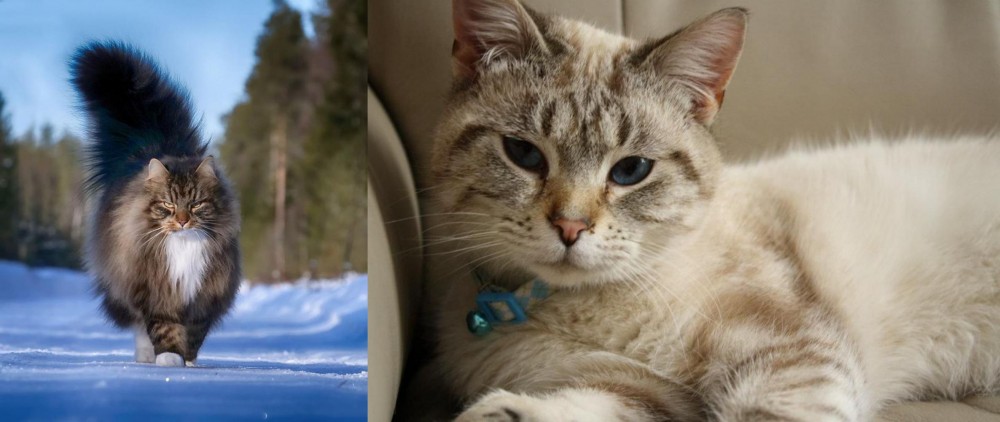 Siamese/Tabby vs Norwegian Forest Cat - Breed Comparison