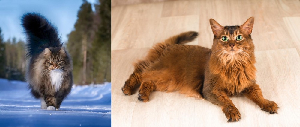 Somali vs Norwegian Forest Cat - Breed Comparison