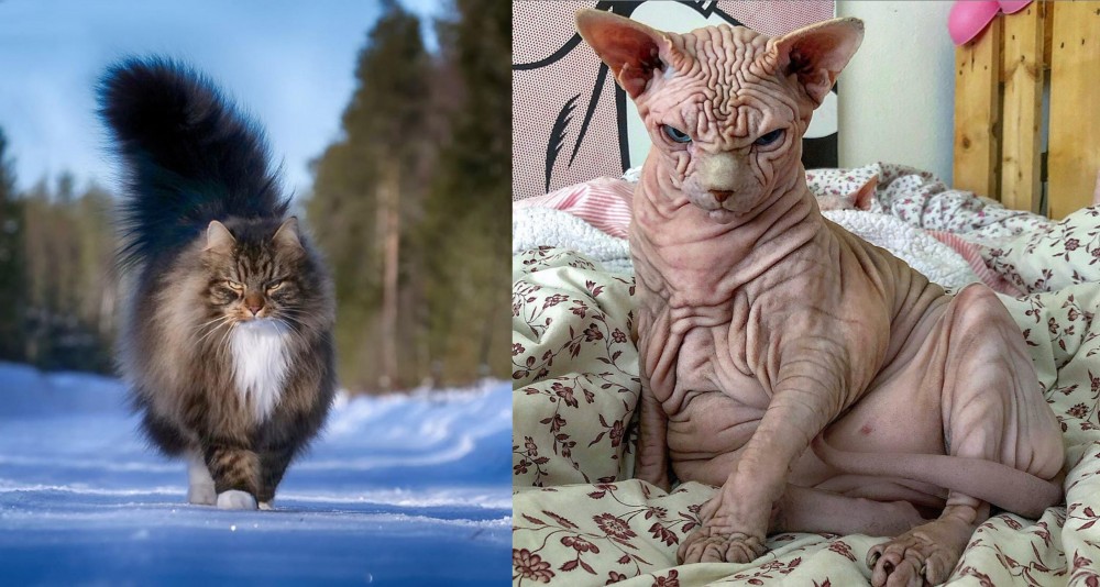 Sphynx vs Norwegian Forest Cat - Breed Comparison