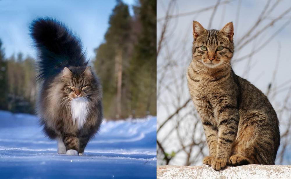 Tabby vs Norwegian Forest Cat - Breed Comparison