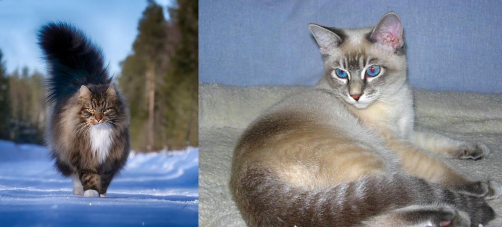 Tiger Cat vs Norwegian Forest Cat - Breed Comparison