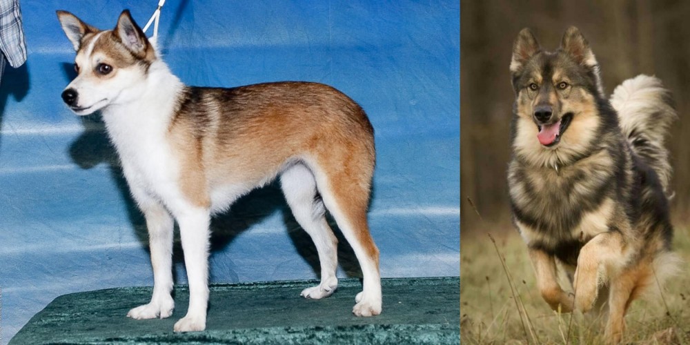 Native American Indian Dog vs Norwegian Lundehund - Breed Comparison