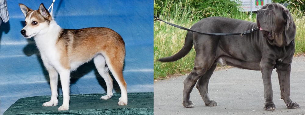 Neapolitan Mastiff vs Norwegian Lundehund - Breed Comparison
