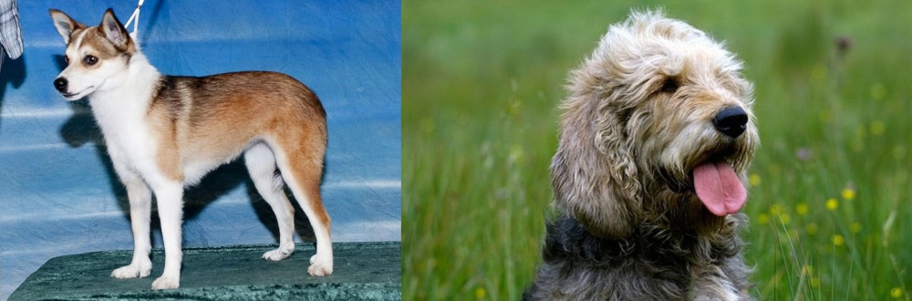 Otterhound vs Norwegian Lundehund - Breed Comparison