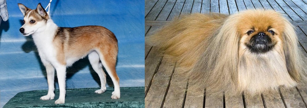 Pekingese vs Norwegian Lundehund - Breed Comparison