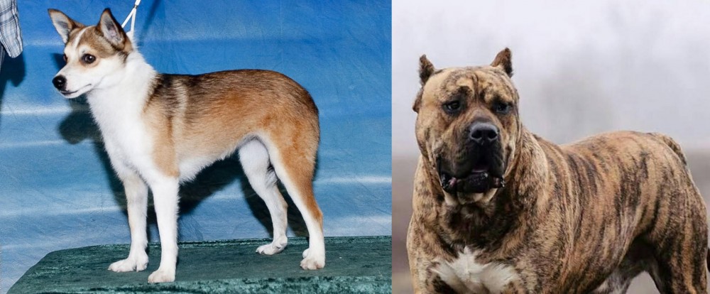 Perro de Presa Canario vs Norwegian Lundehund - Breed Comparison