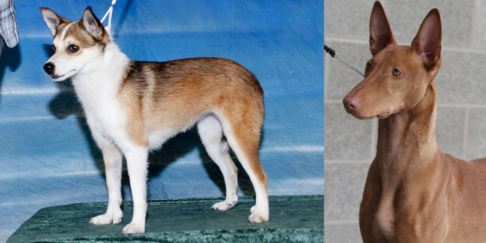 Pharaoh Hound vs Norwegian Lundehund - Breed Comparison