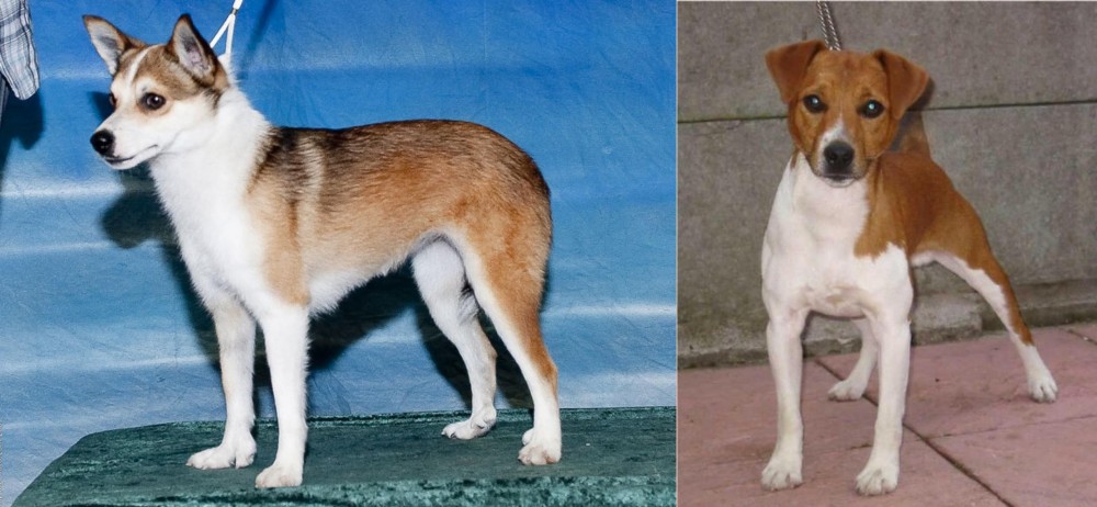 Plummer Terrier vs Norwegian Lundehund - Breed Comparison