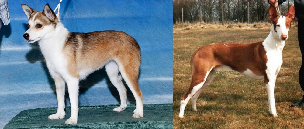 Podenco Canario vs Norwegian Lundehund - Breed Comparison
