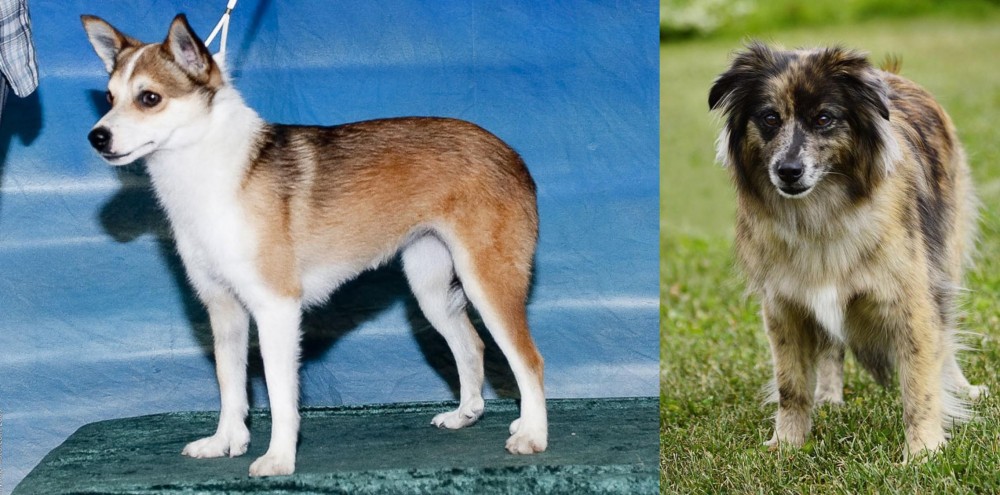 Pyrenean Shepherd vs Norwegian Lundehund - Breed Comparison