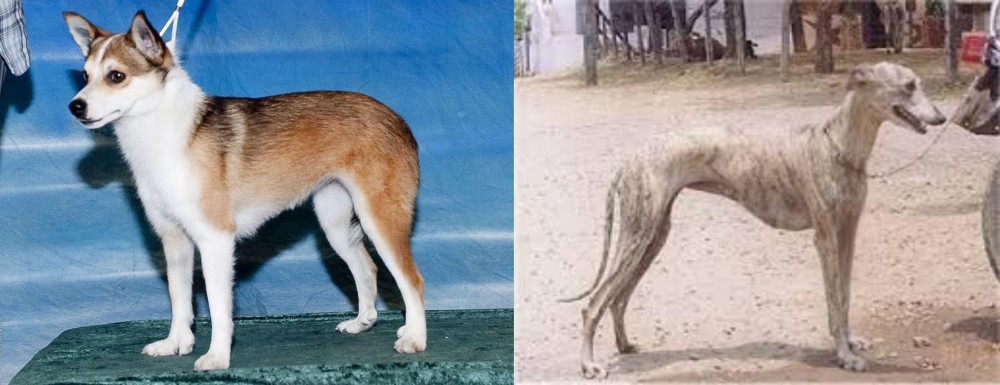 Rampur Greyhound vs Norwegian Lundehund - Breed Comparison
