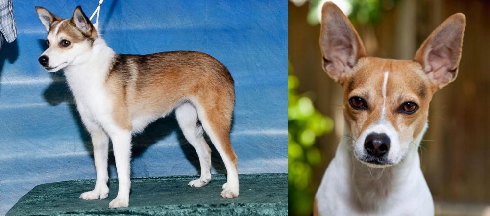 Rat Terrier vs Norwegian Lundehund - Breed Comparison