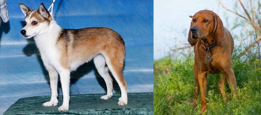 Redbone Coonhound vs Norwegian Lundehund - Breed Comparison