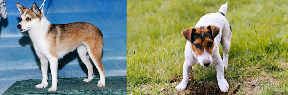 Russell Terrier vs Norwegian Lundehund - Breed Comparison