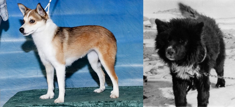 Sakhalin Husky vs Norwegian Lundehund - Breed Comparison
