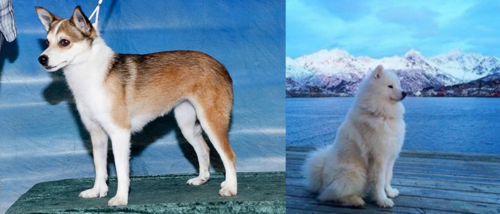 Samoyed vs Norwegian Lundehund - Breed Comparison