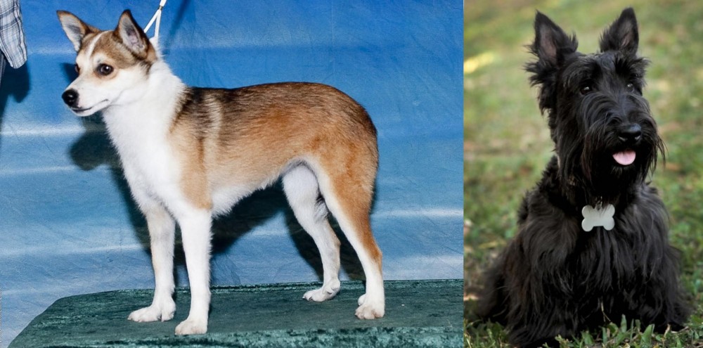 Scoland Terrier vs Norwegian Lundehund - Breed Comparison