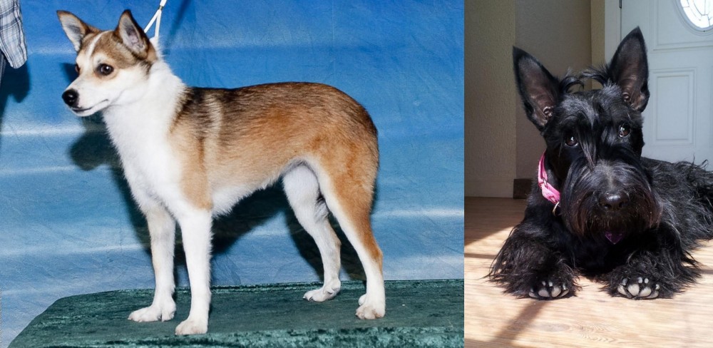 Scottish Terrier vs Norwegian Lundehund - Breed Comparison