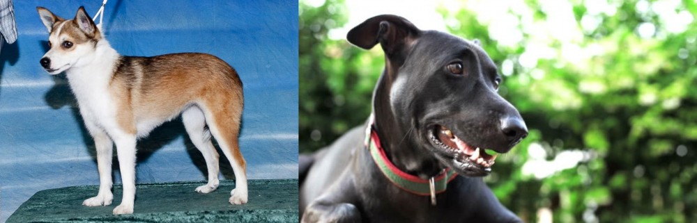 Shepard Labrador vs Norwegian Lundehund - Breed Comparison