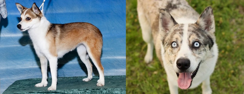 Shepherd Husky vs Norwegian Lundehund - Breed Comparison