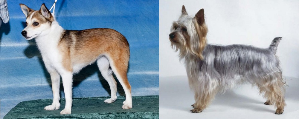 Silky Terrier vs Norwegian Lundehund - Breed Comparison