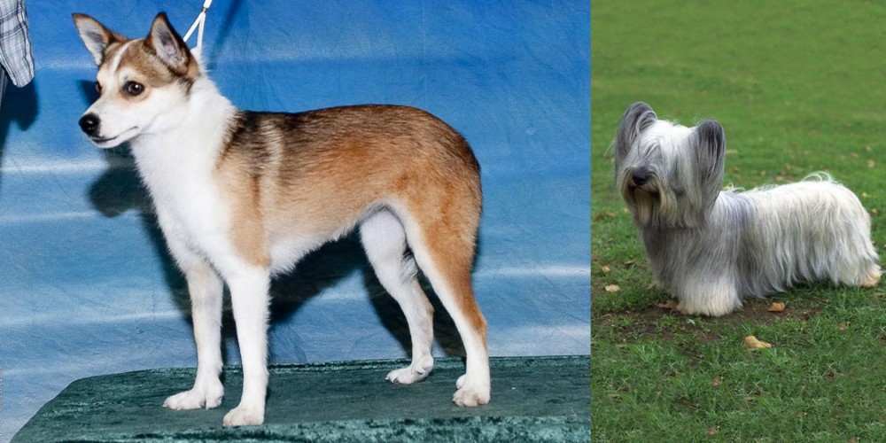 Skye Terrier vs Norwegian Lundehund - Breed Comparison