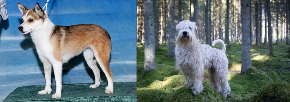 Soft-Coated Wheaten Terrier vs Norwegian Lundehund - Breed Comparison