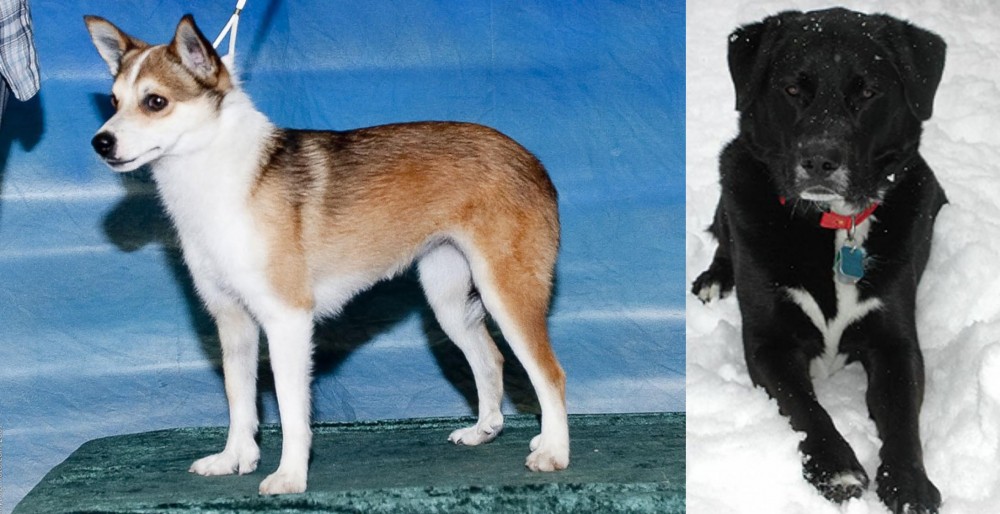 St. John's Water Dog vs Norwegian Lundehund - Breed Comparison
